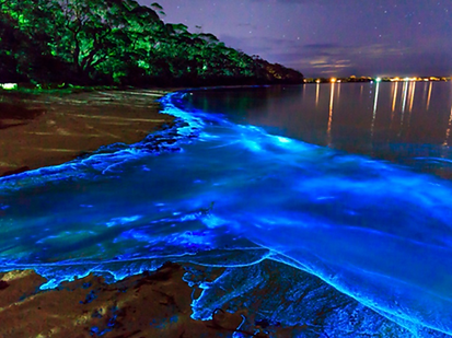 Bioluminescent Holbox Islands