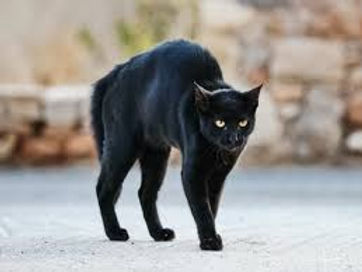 Black Cats