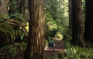 Redwood National Park 