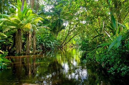 Amazon Rain Forest 