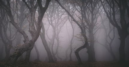 Hoia Boica Rain Forest 