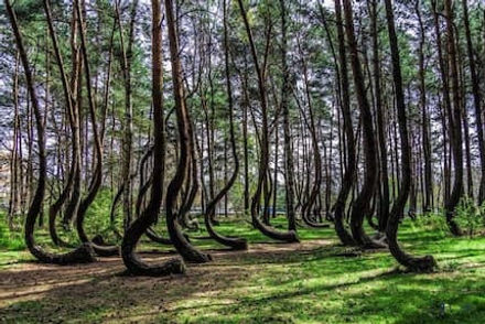 Crooked Forest Poland 